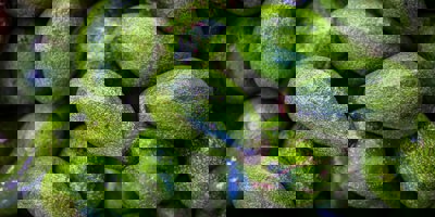 Avocado